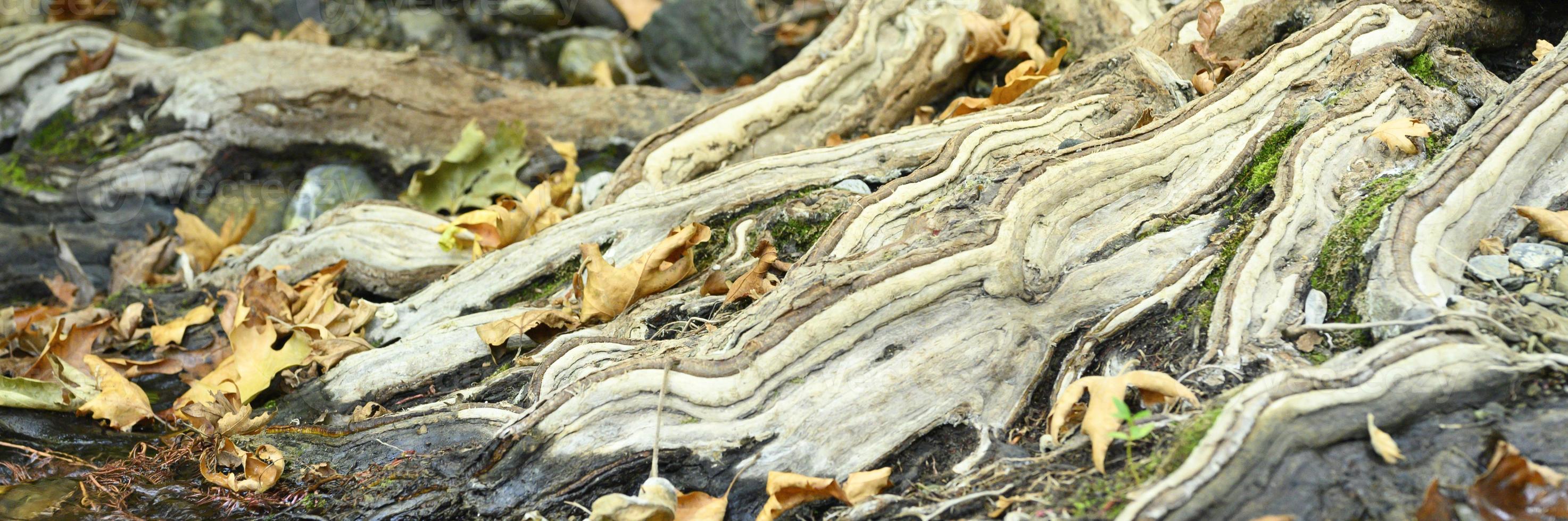 Racines nues d'arbres poussant dans les falaises rocheuses entre les pierres et l'eau en automne photo