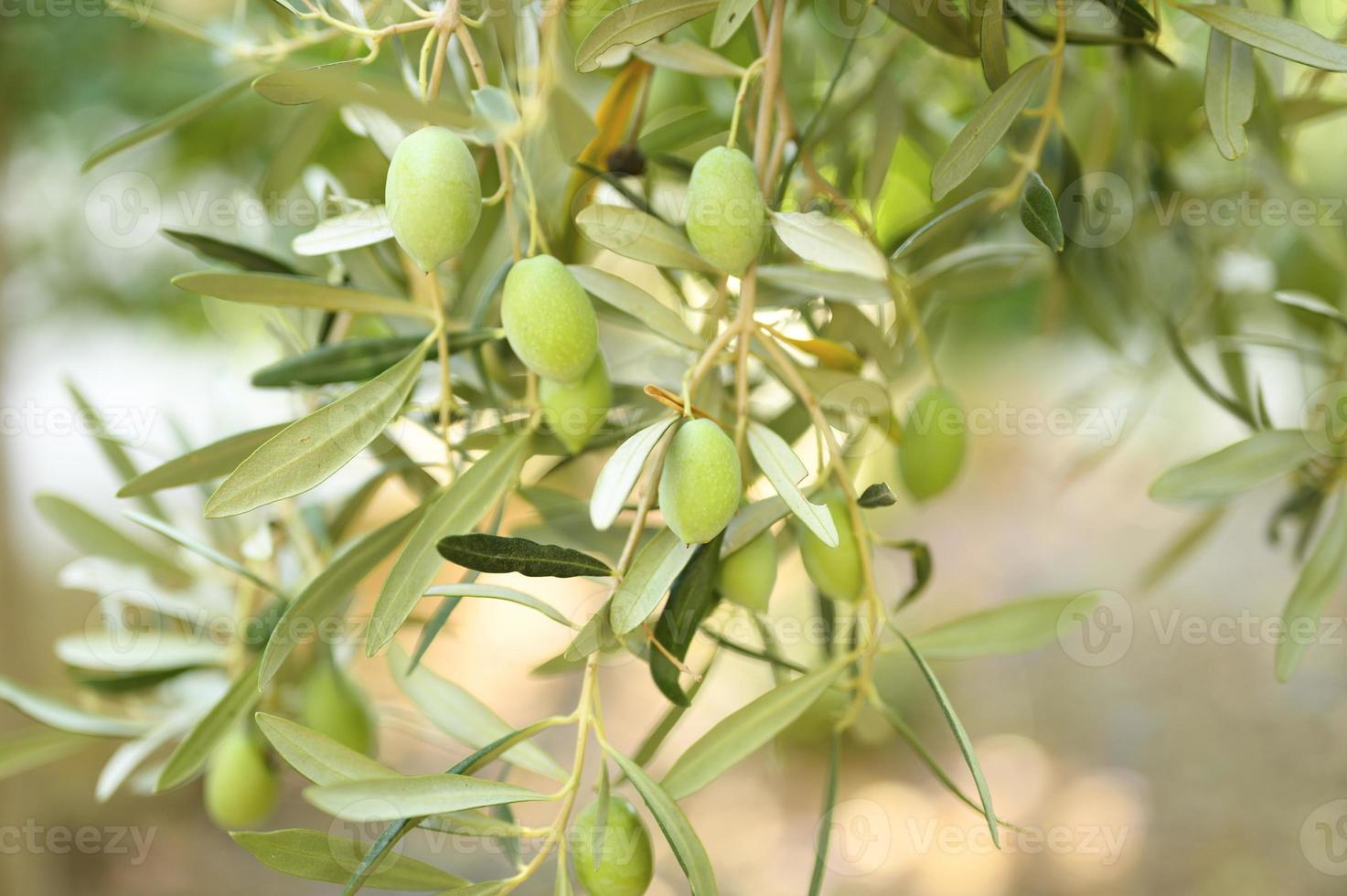 Olives vertes poussant sur une branche d'olivier dans le jardin photo