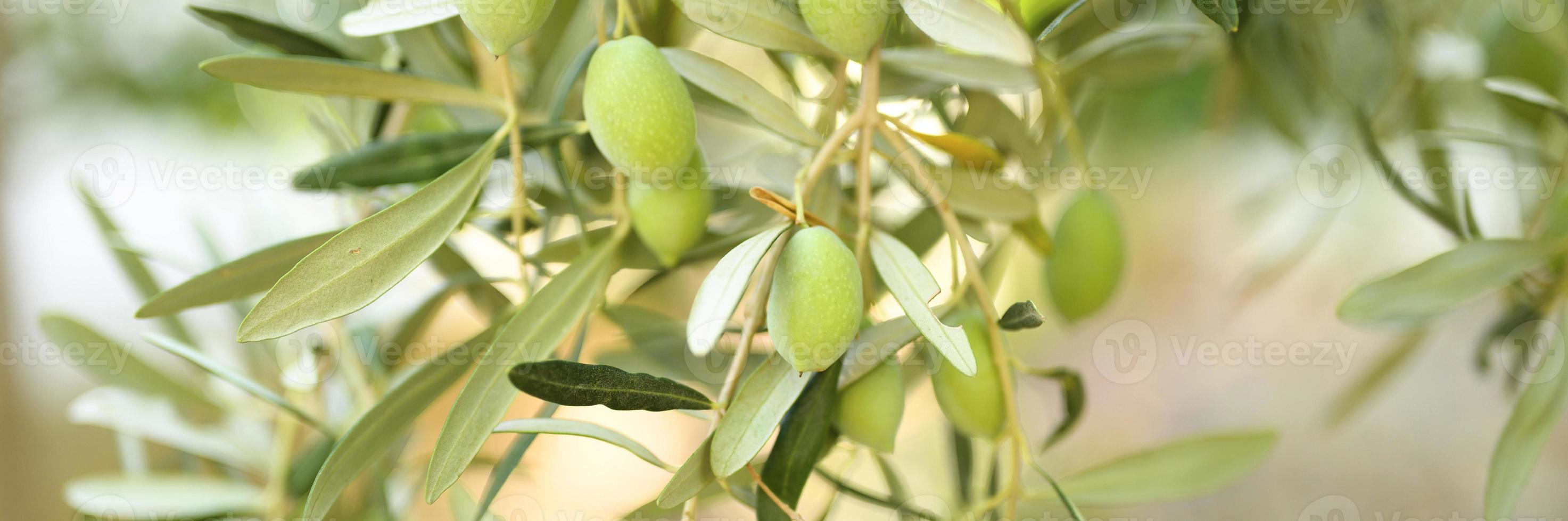 Olives vertes poussant sur une branche d'olivier dans le jardin photo