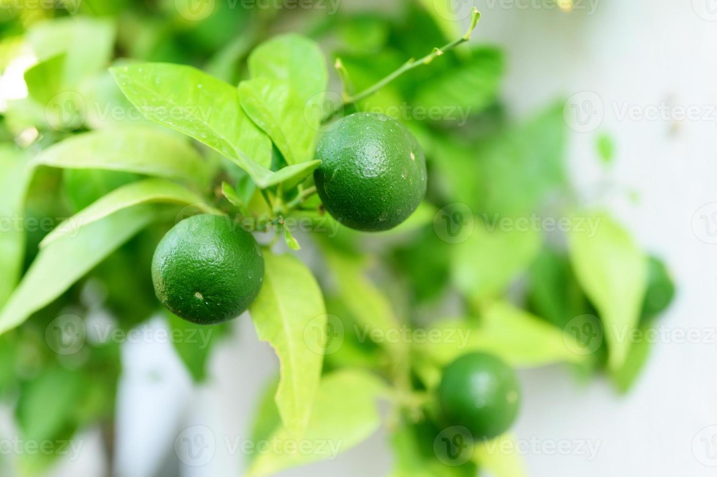 Citrons verts non mûrs sur un arbre dans le jardin photo
