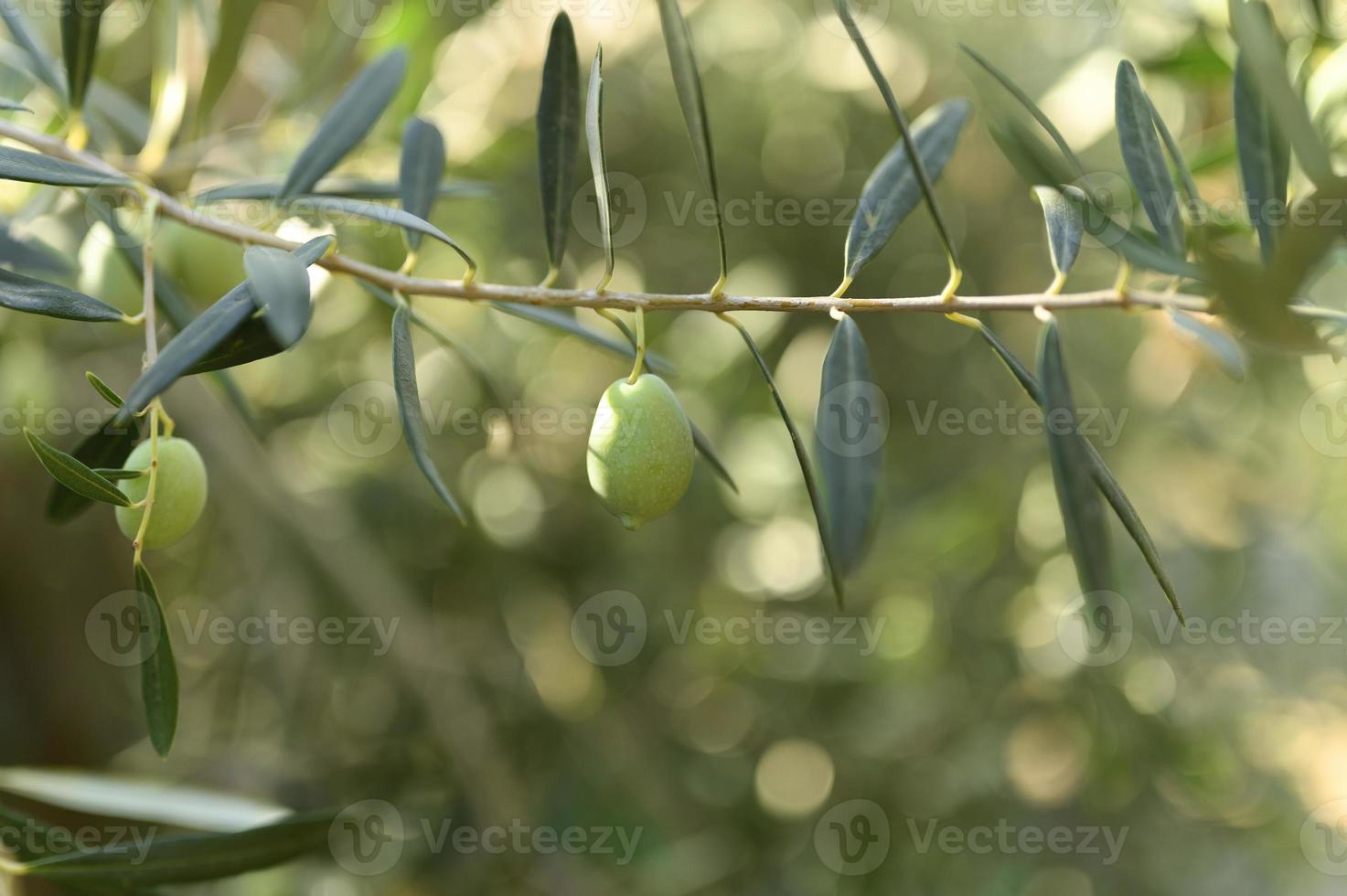Olives vertes poussant sur une branche d'olivier dans le jardin photo