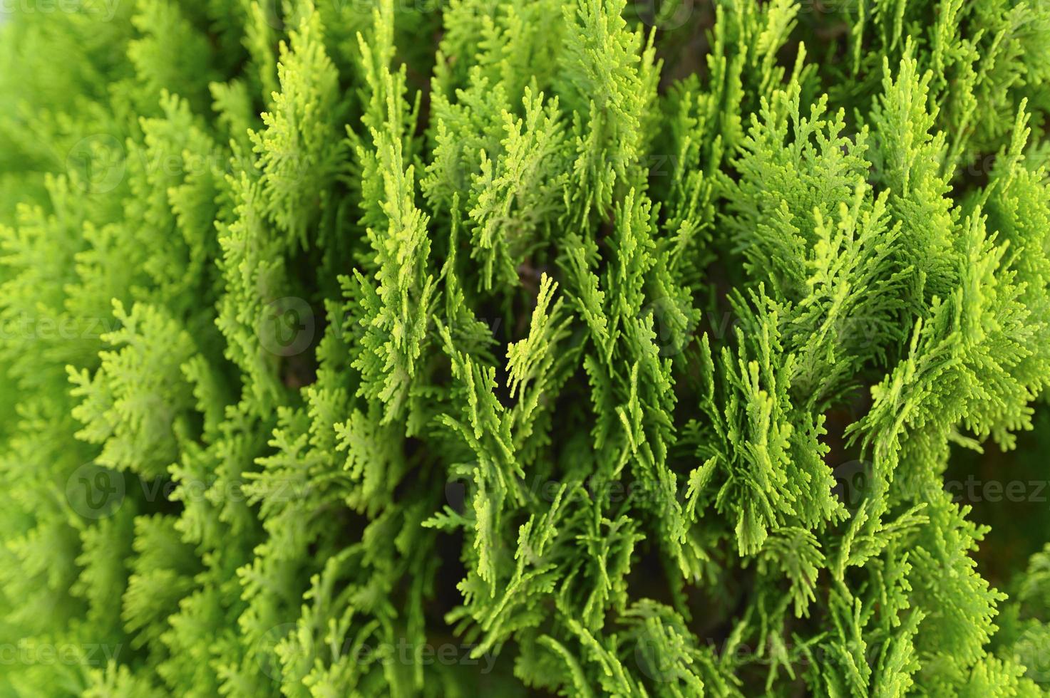 Fond de gros plan de belles feuilles de Noël vert des arbres de thuya photo