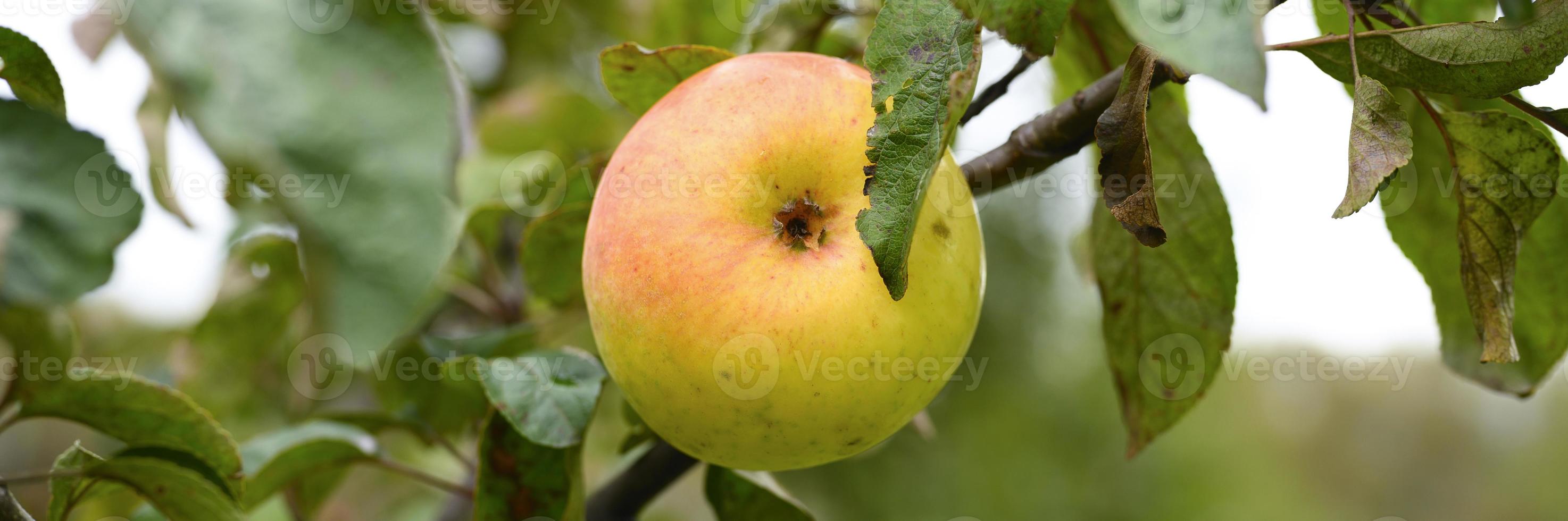 Pommes mûres vert rouge sur une branche d'un pommier dans le jardin photo