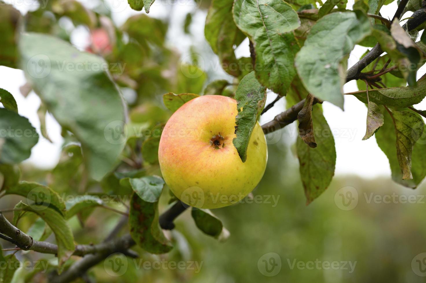 Pommes mûres vert rouge sur une branche d'un pommier dans le jardin photo