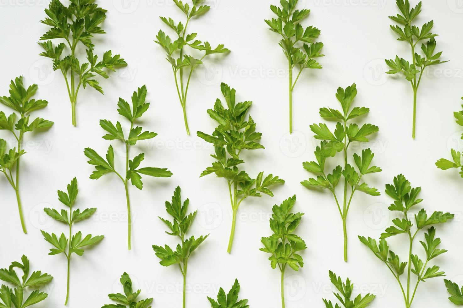 Feuilles de persil biologique frais disposées dans une rangée sur un fond blanc photo