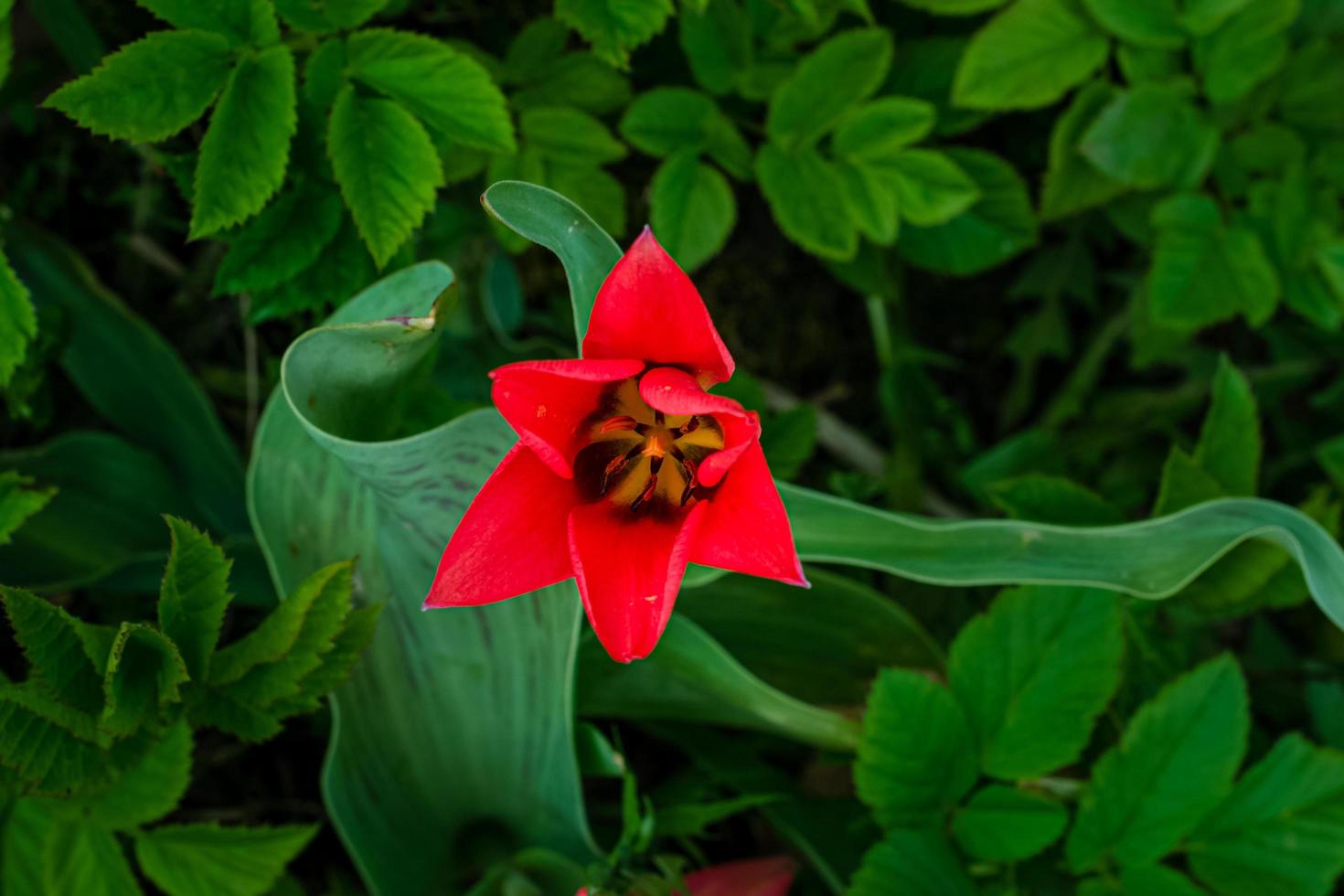 Fleur de tulipe sauvage en fleurs rouges dans l'herbe verte, vue du dessus photo