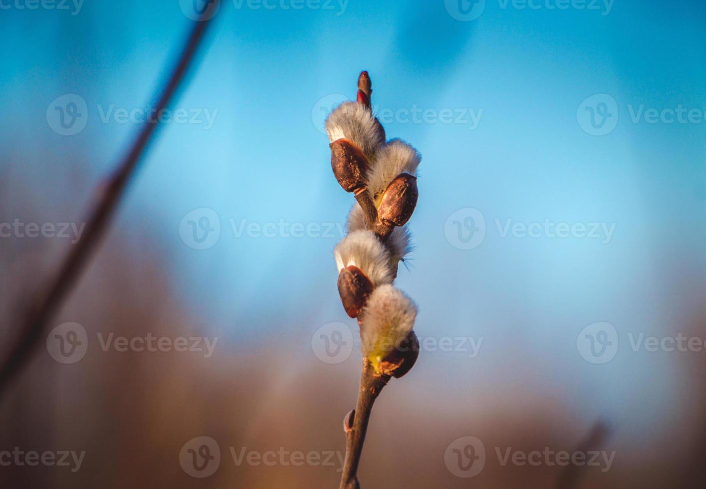 Willow bourgeons moelleux sur fond de ciel bleu de printemps photo