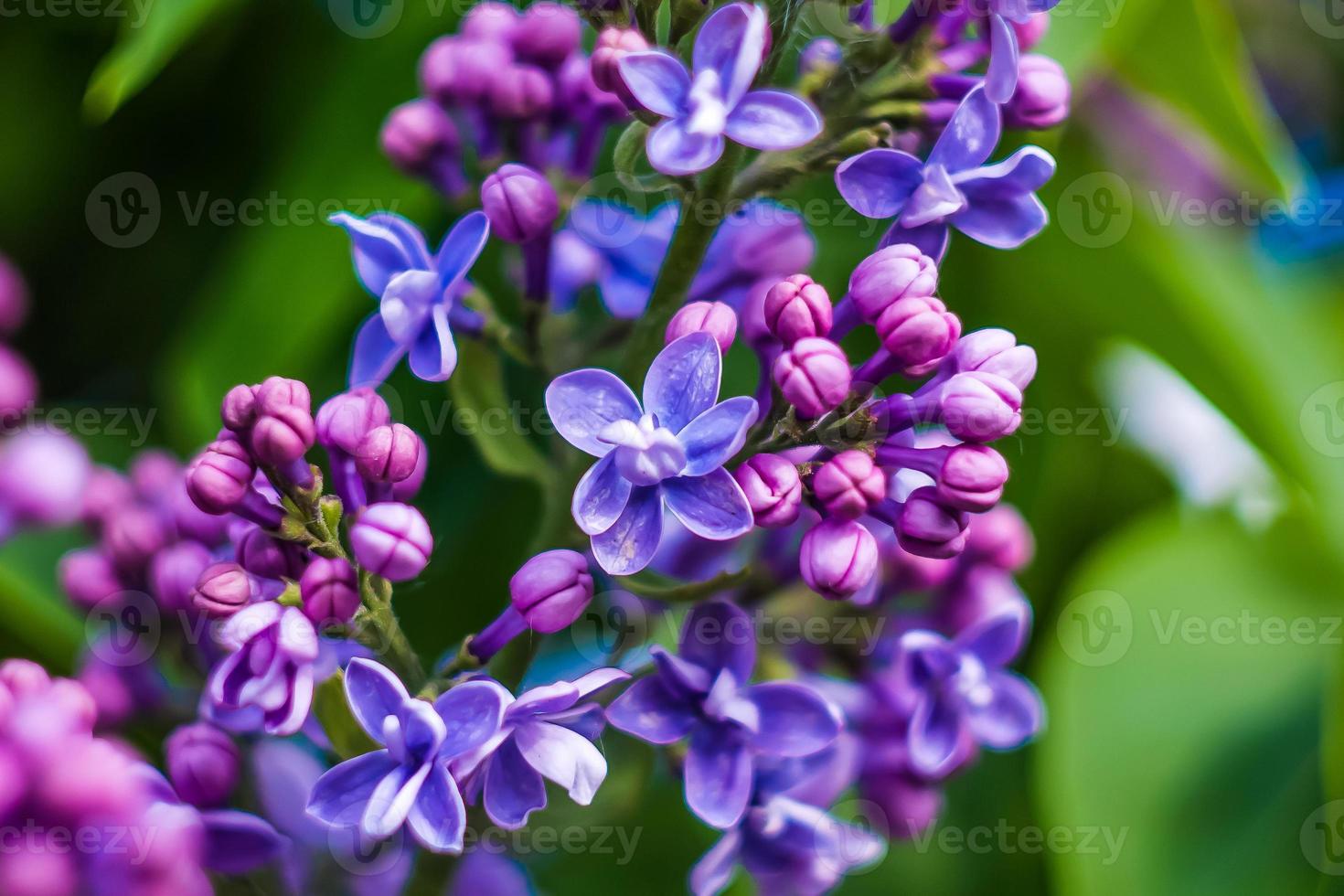 belles fleurs violettes au printemps photo
