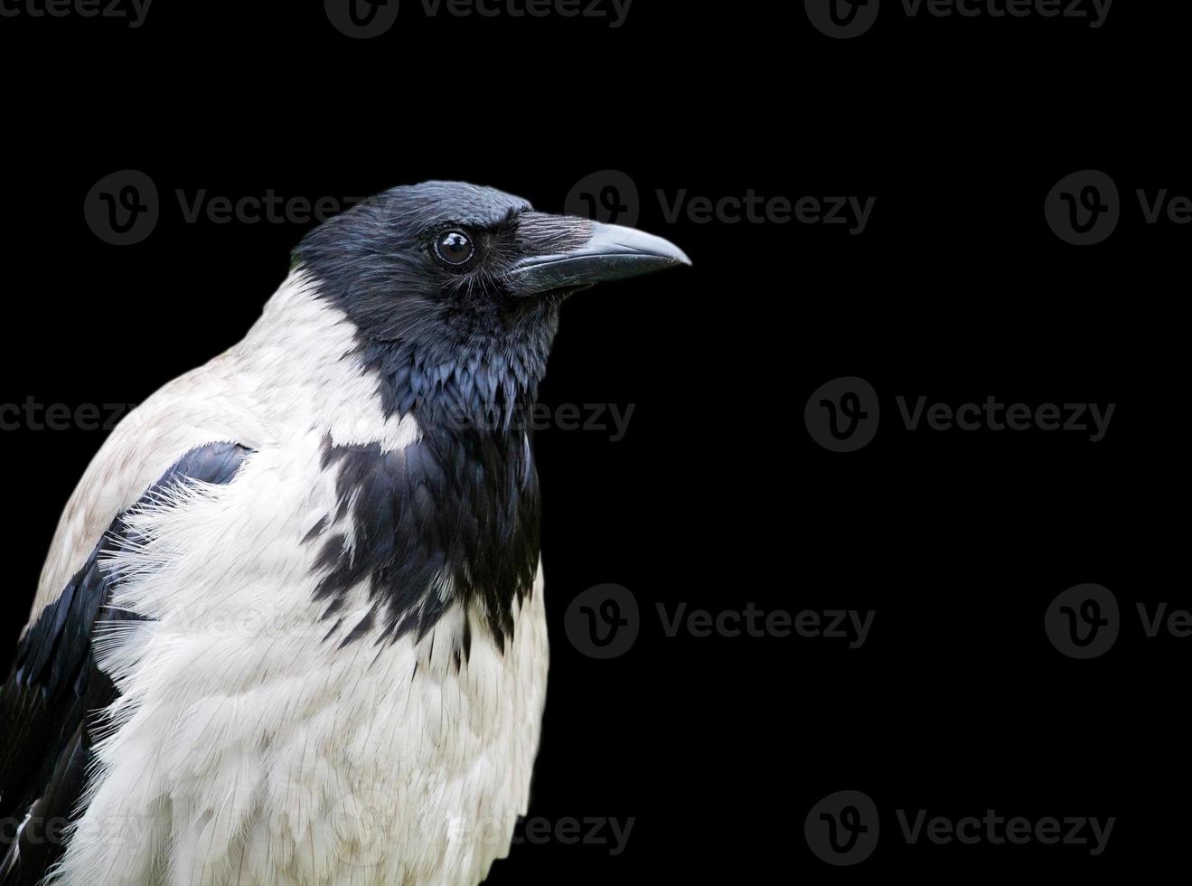 encapuchonné corbeau sur une noir Contexte photo