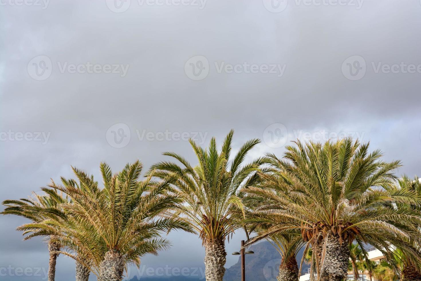 fond de palmiers photo