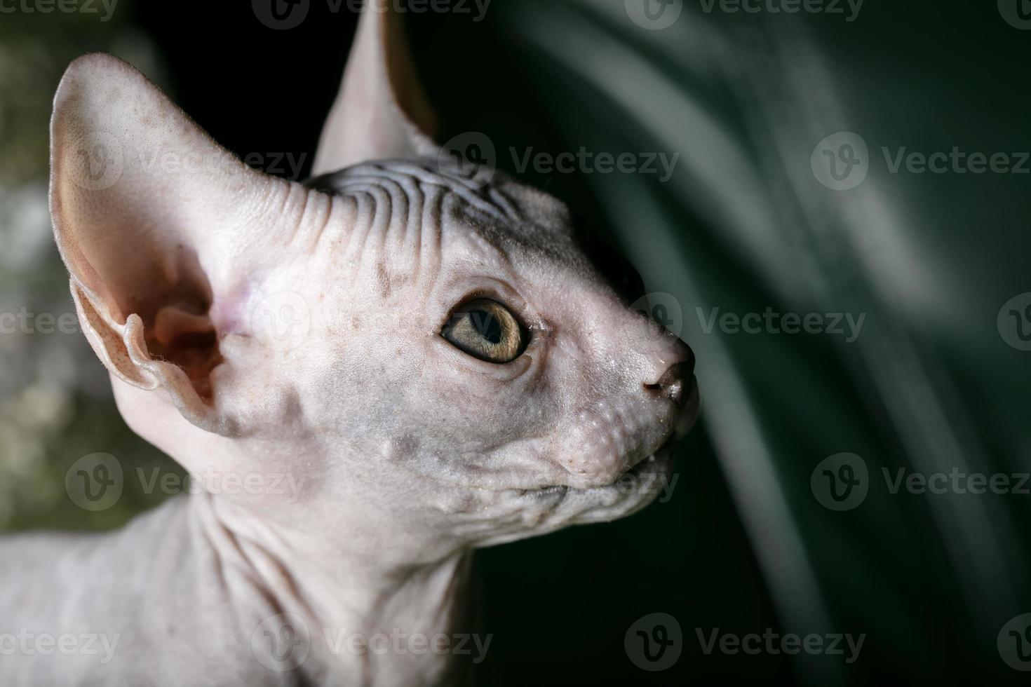 sphynx chaton. une chauve chat dans profil. photo