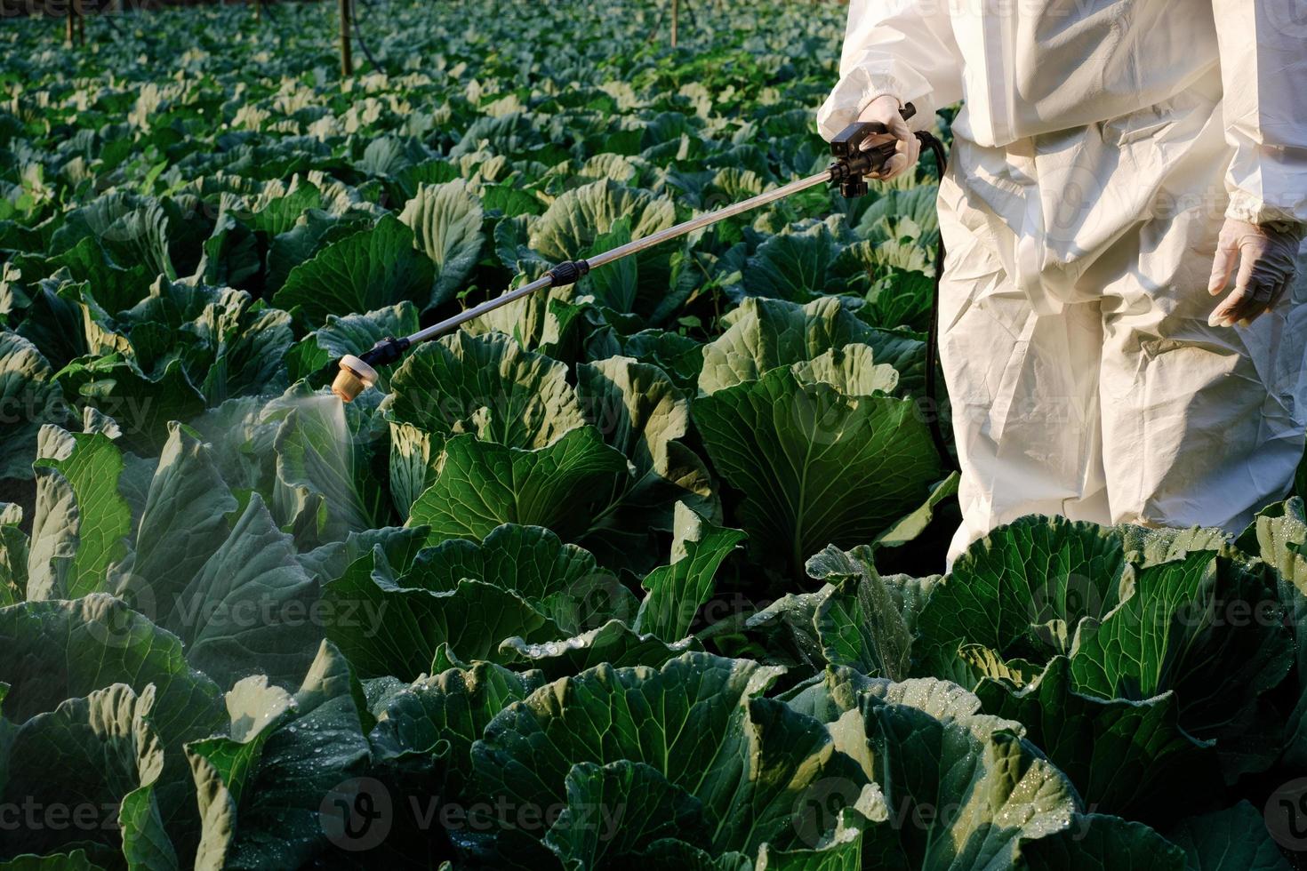 Jardinier dans une combinaison de protection insecticide et de la chimie sur le chou photo