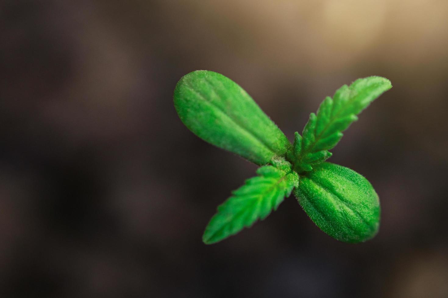Jeune plante de cannabis dans le jardin avec ensoleillement photo