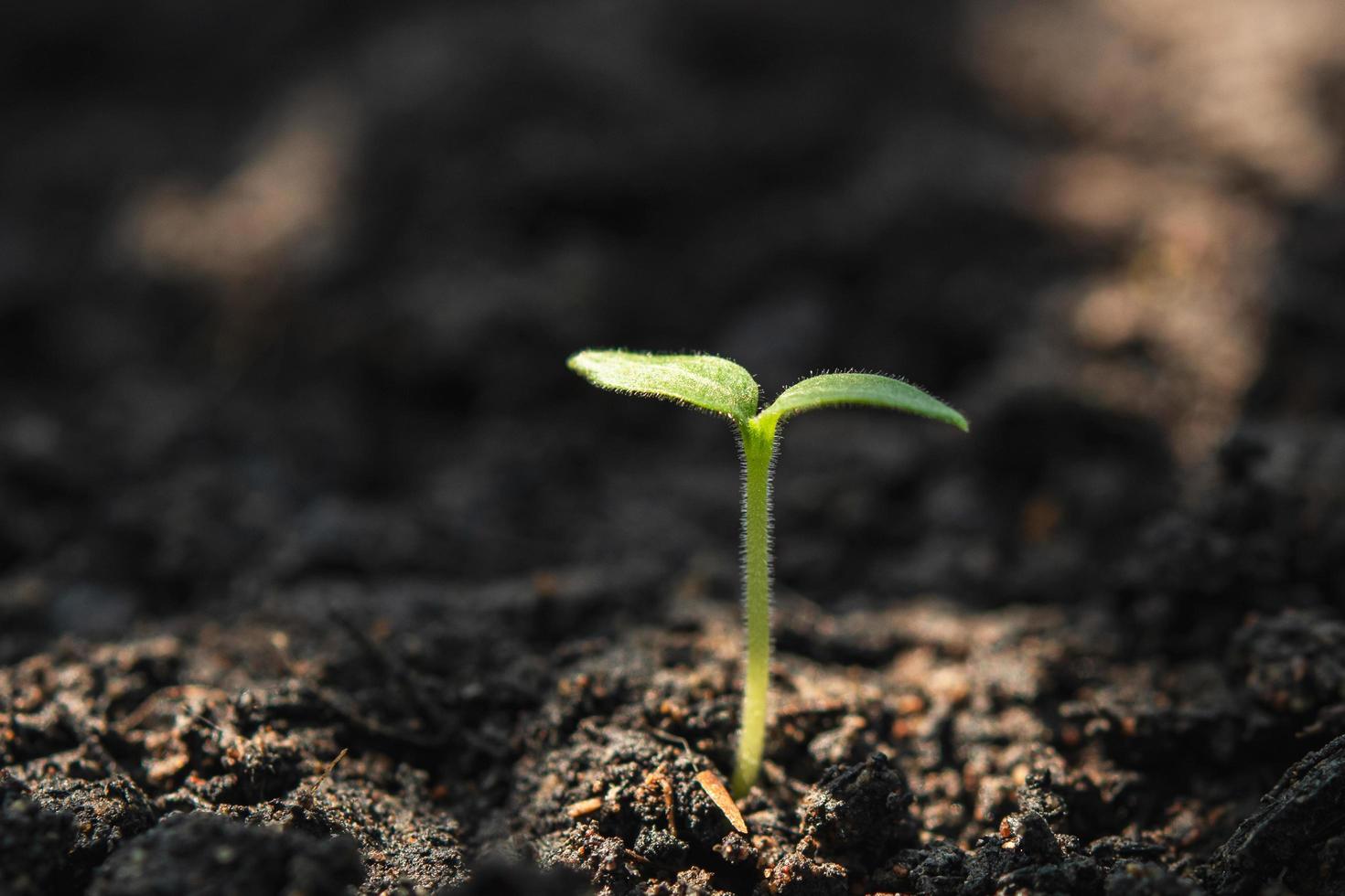 Jeune plante de cannabis dans le jardin avec ensoleillement photo