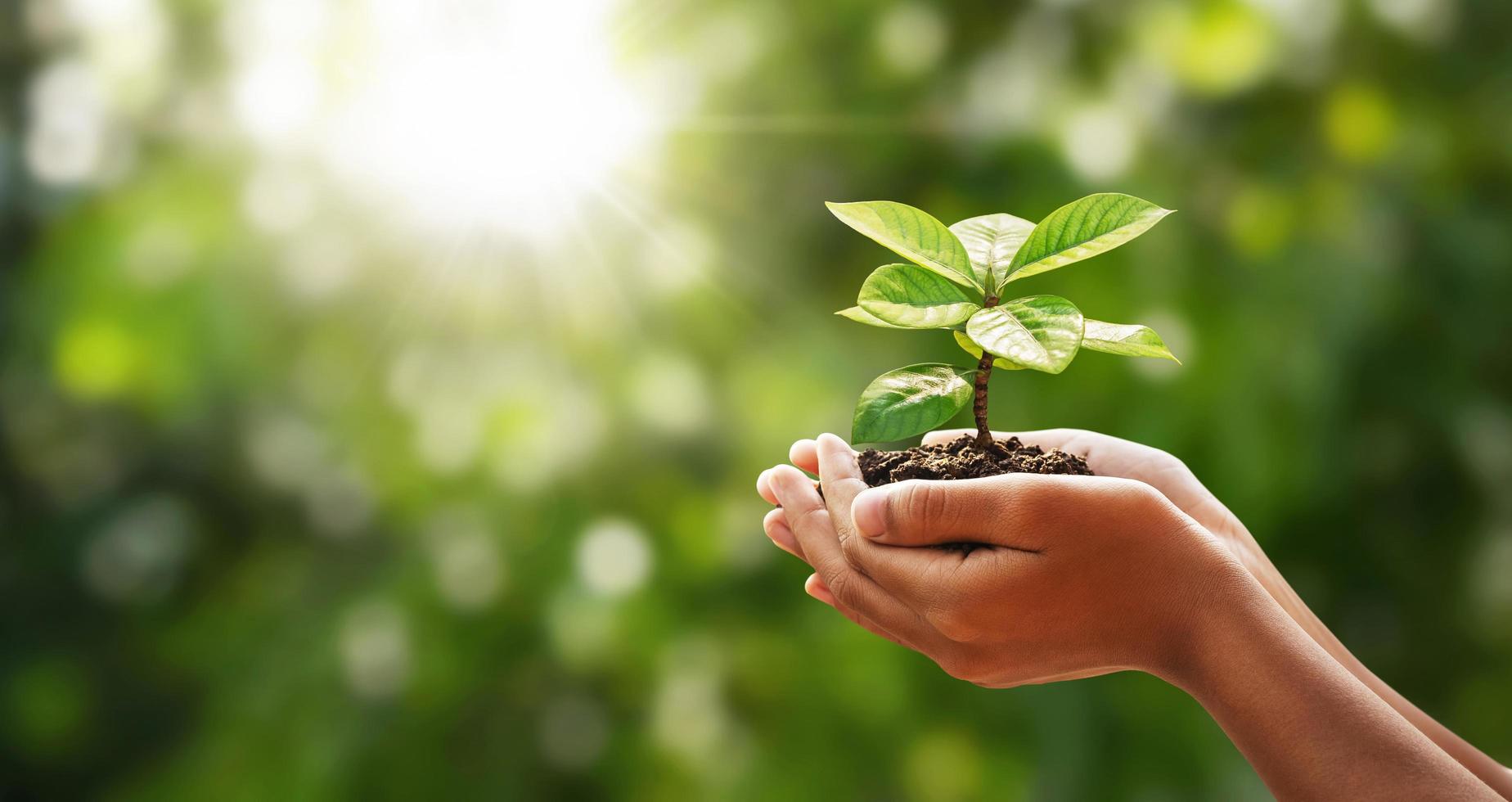 main en portant Jeune plante sur vert la nature avec ensoleillement Contexte. concept éco Terre journée photo