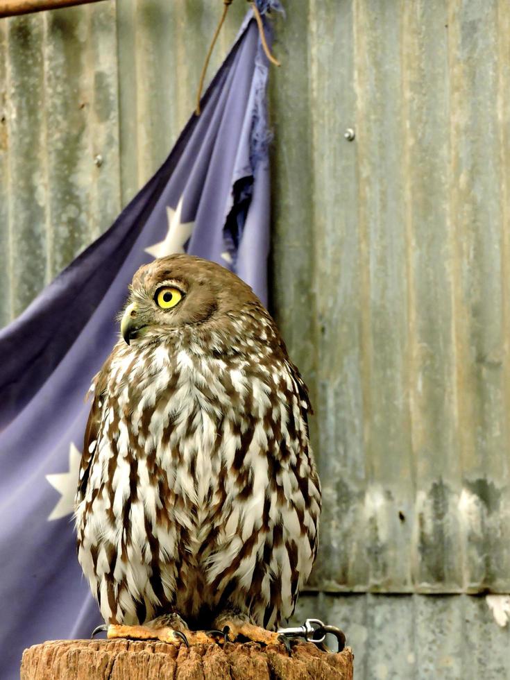 Hibou aboiement oiseau indigène australien photo