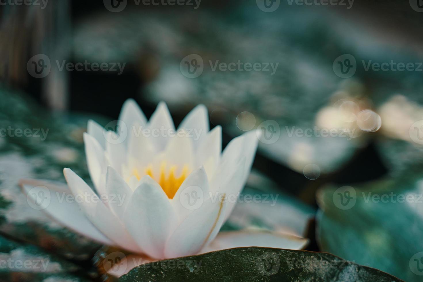 Nénuphar blanc parmi le feuillage vert close-up photo