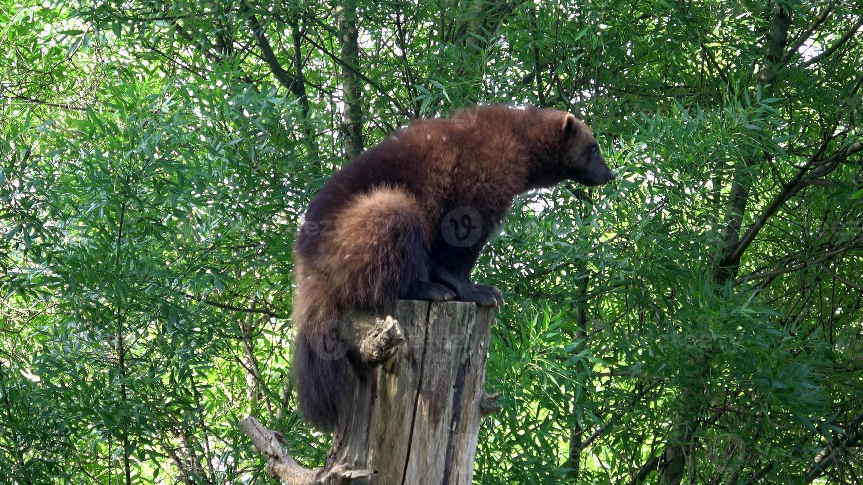 carcajou gulo gulo sur le arbre tronc. photo