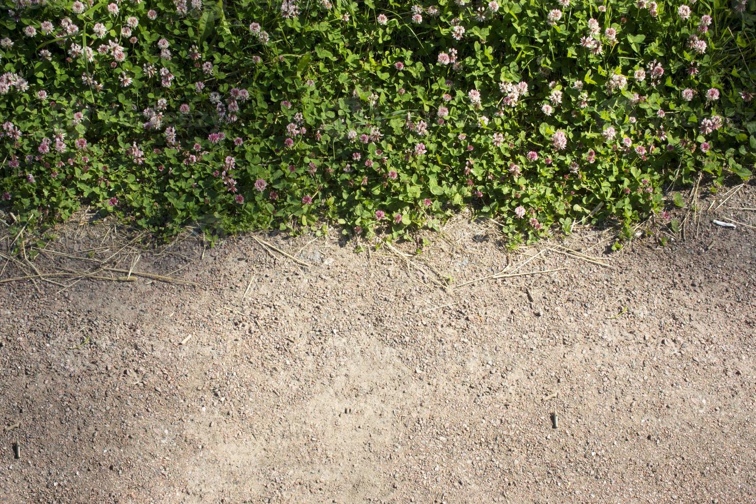 Couleur photo de une champ de trèfle dans herbe