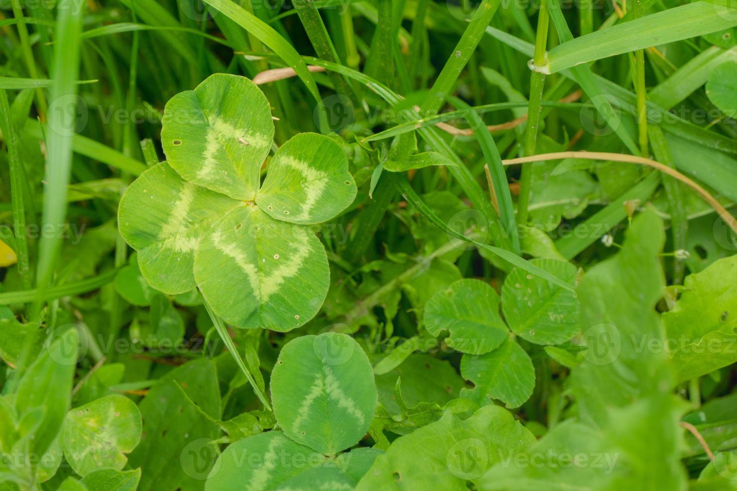 vert trèfle feuilles Contexte avec certains les pièces dans concentrer photo