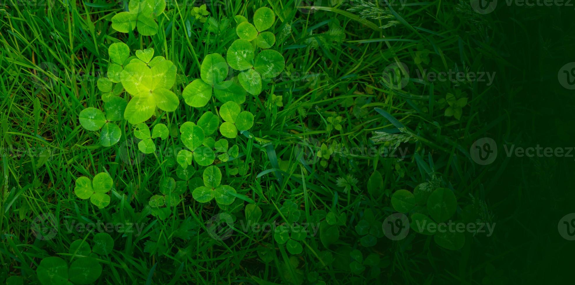 vert trèfle feuilles Contexte avec certains les pièces dans concentrer photo