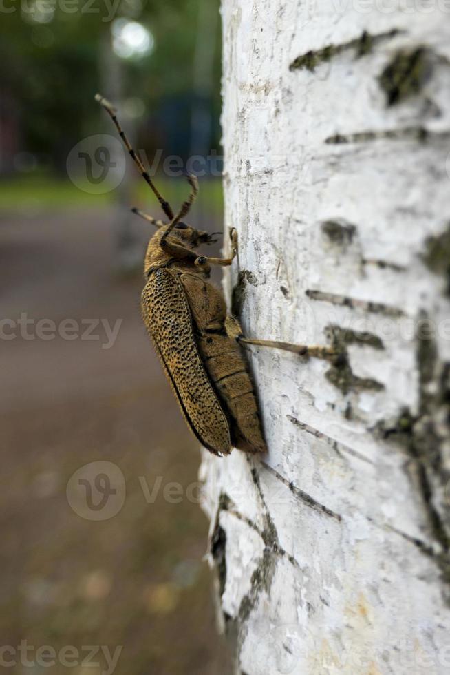 macro coup de longhorn scarabée - cerambycidae - sur une arbre branche photo