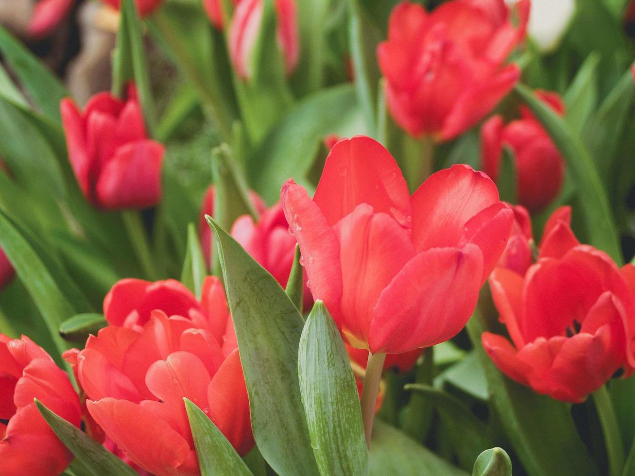 fleurs de tulipes dans le jardin photo