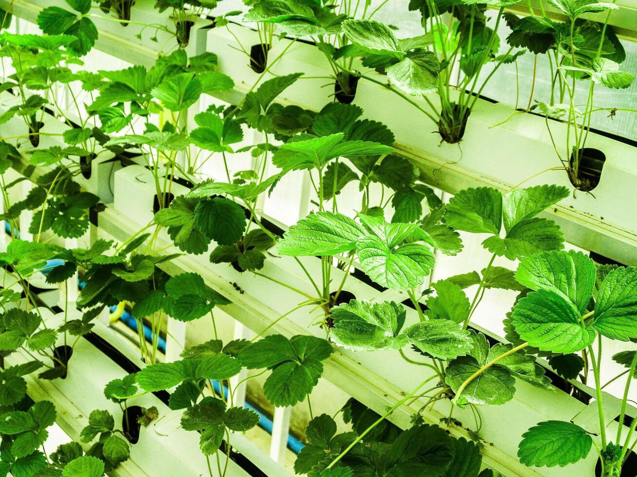 ferme hydroponique pour l'alimentation photo