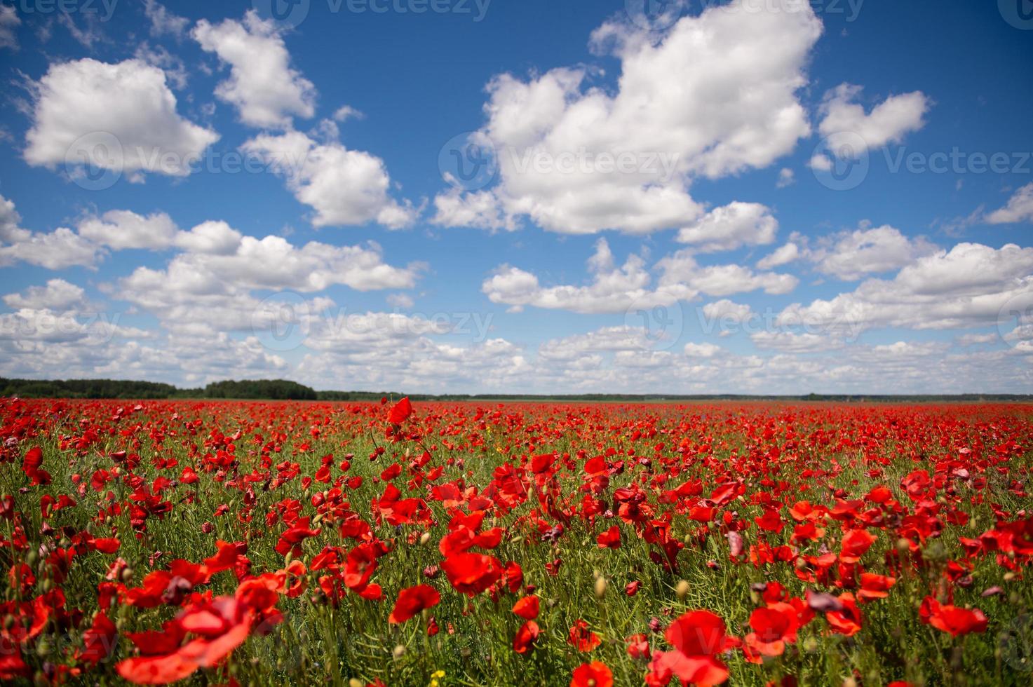 champ avec rouge coquelicot fleurs contre une bleu ciel photo