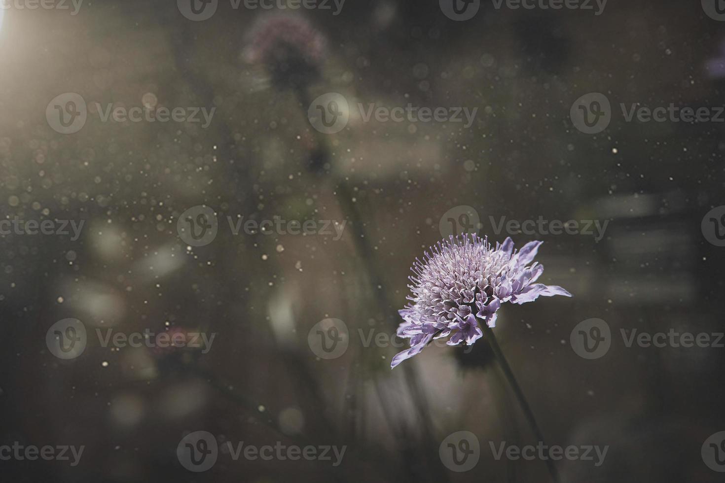 champ violet fleur dans chaud ensoleillement photo