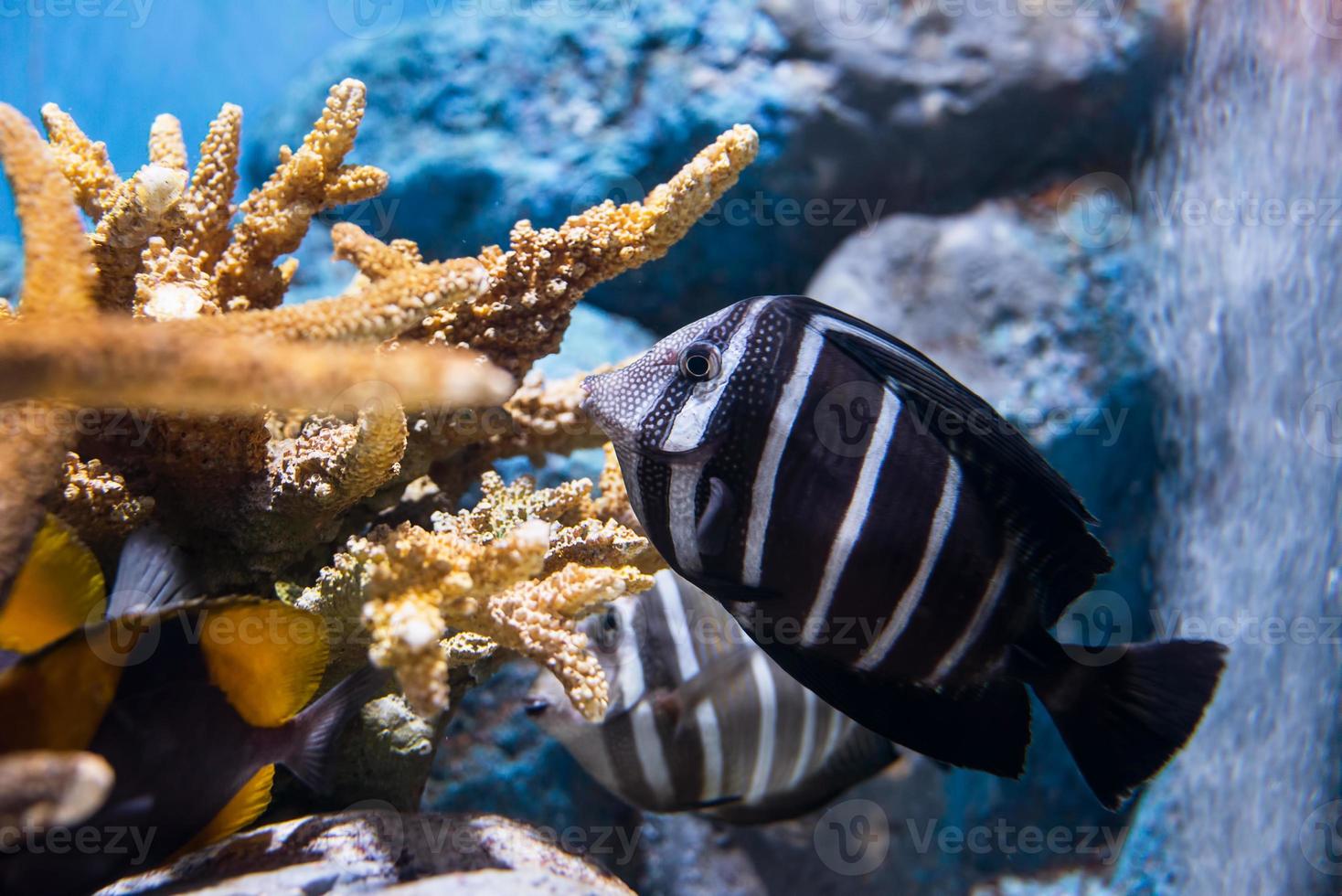 mer poisson dans le océan photo