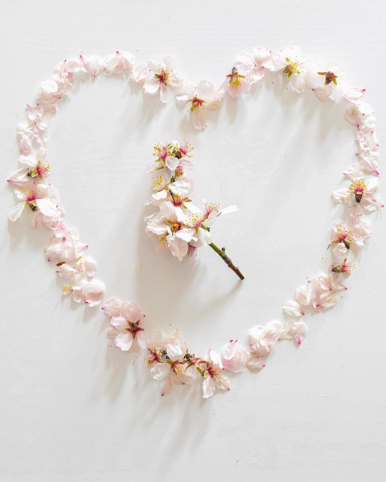 fleurs de marguerite de printemps formant un coeur photo