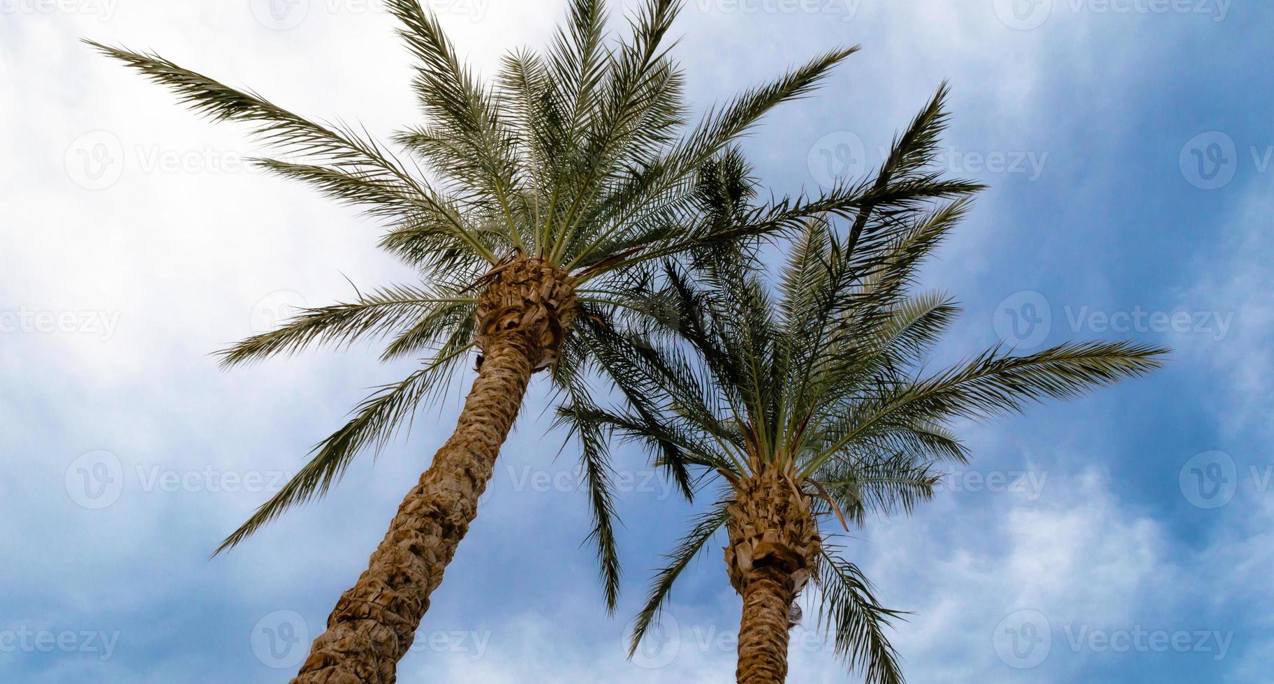 palmiers contre le ciel photo