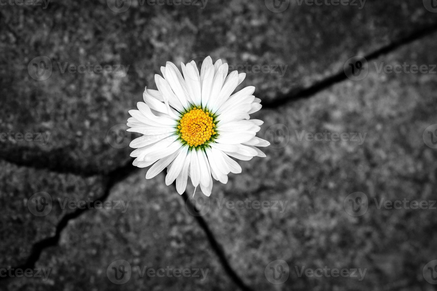 blanc Marguerite fleur dans le fissure de un vieux pierre dalle - le concept de Renaissance, foi, espoir, Nouveau vie, éternel âme photo