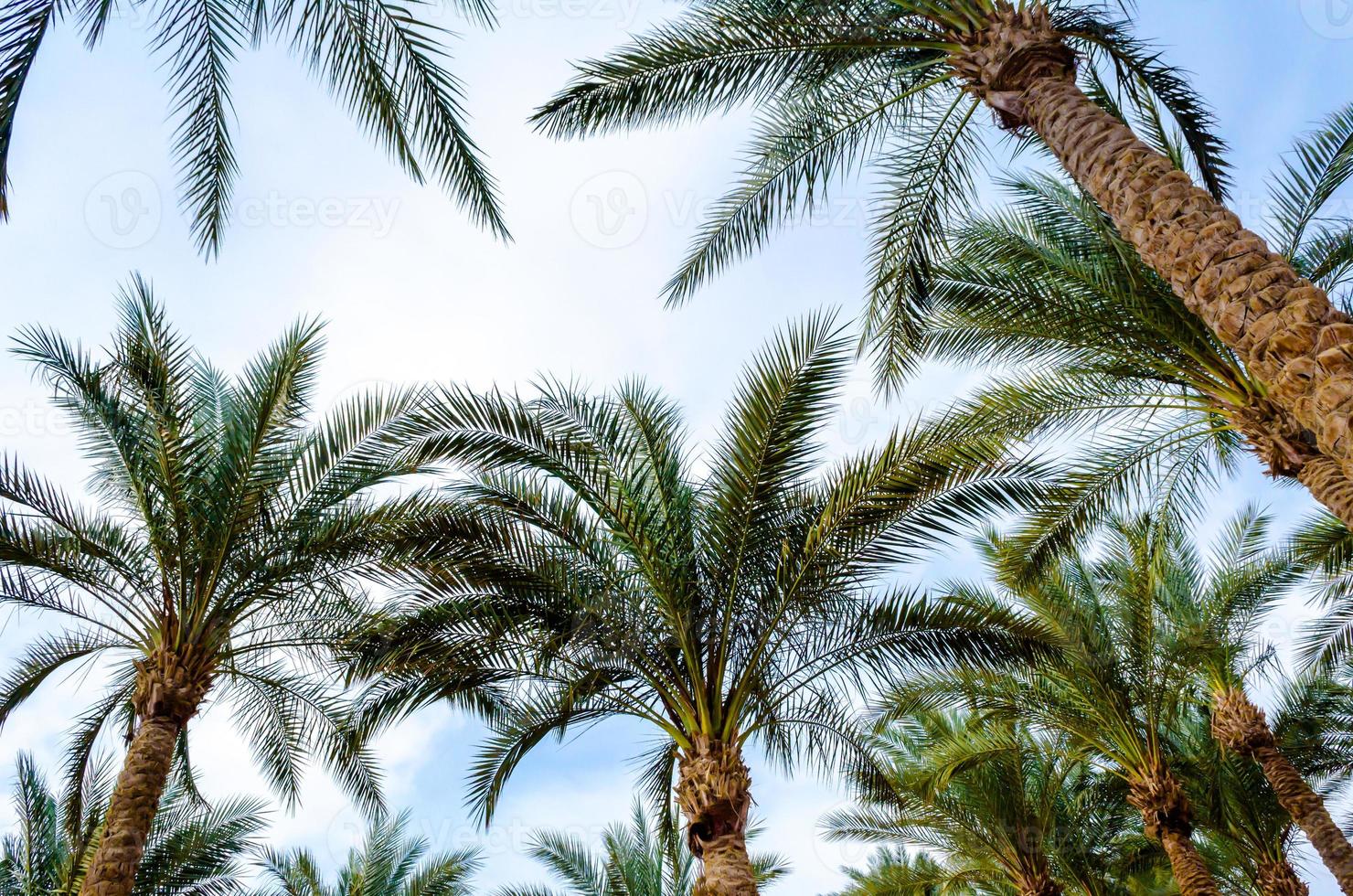 palmiers et ciel photo