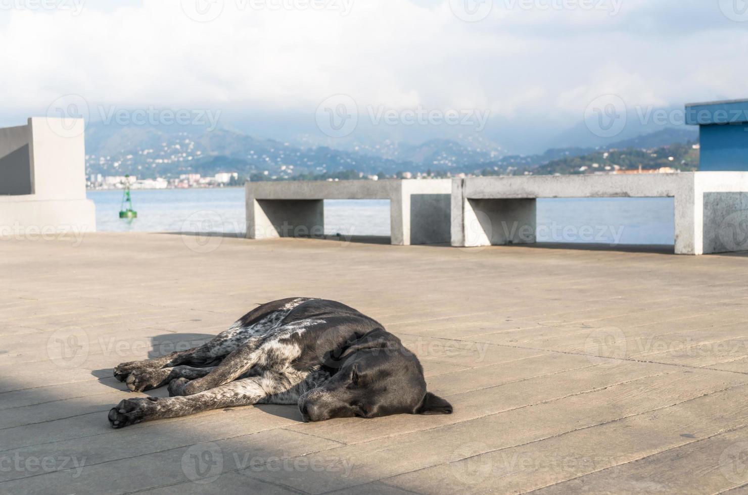 chien couché sur le sol près de l & # 39; eau photo