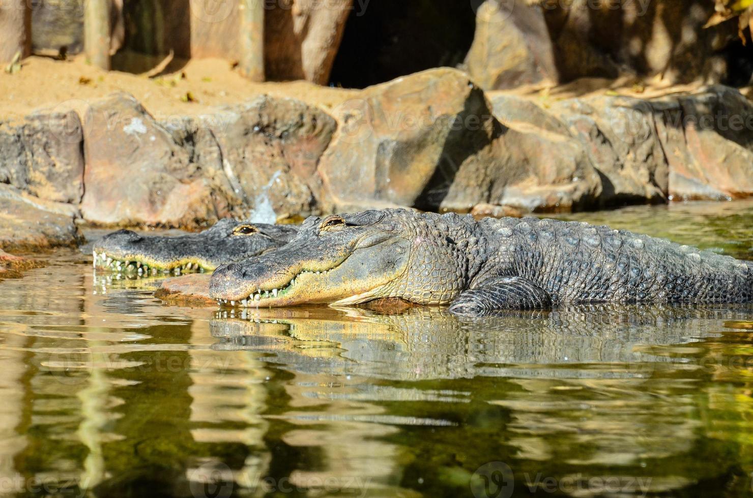 une groupe de crocodiles photo