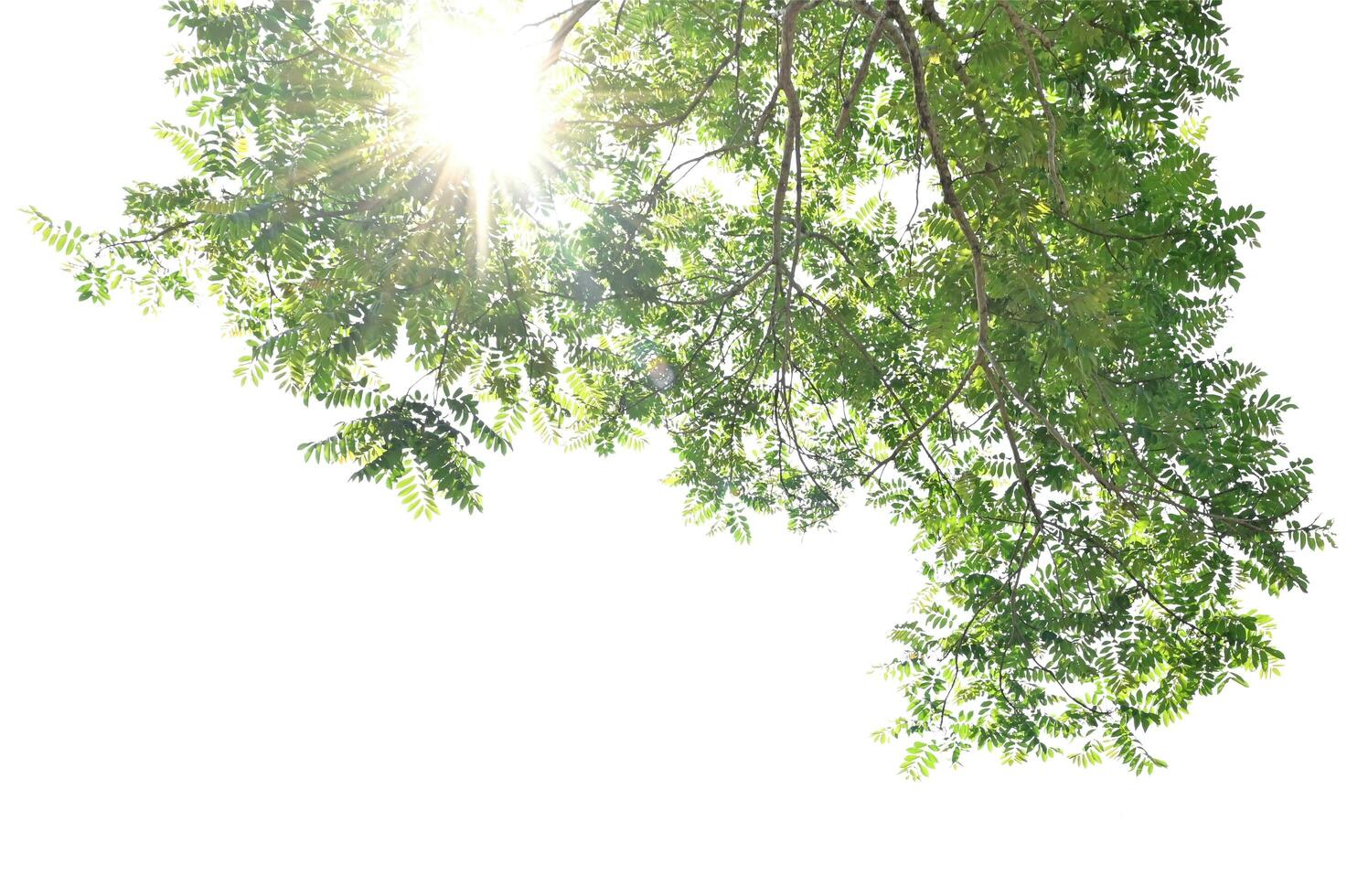 ensoleillement avec vert feuille sur blanc Contexte photo