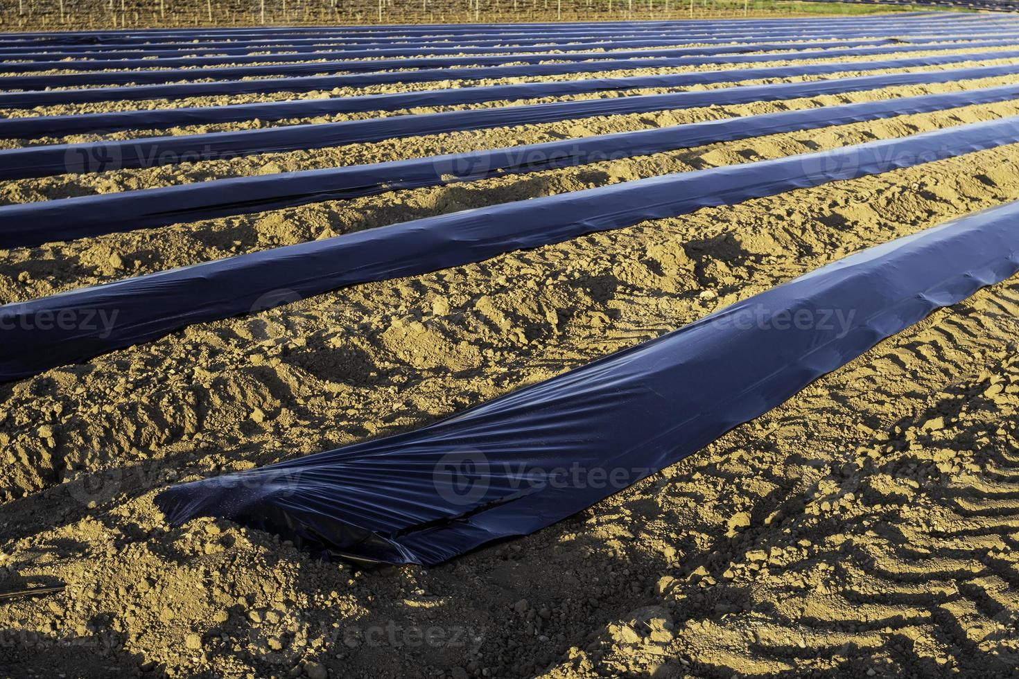 asperges plantation dans le champ photo