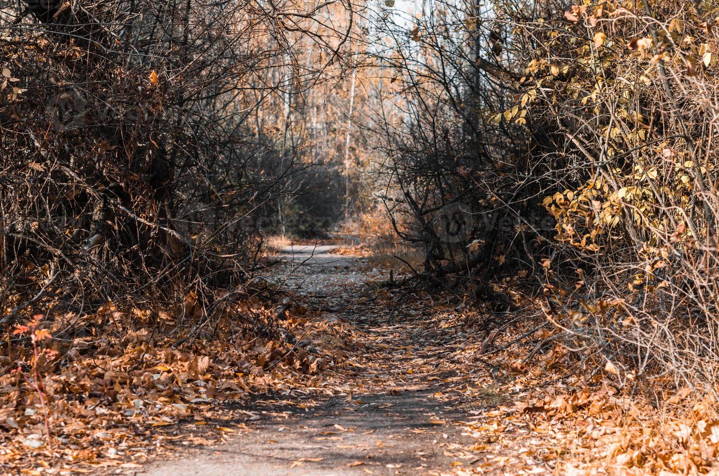 passerelle dans un paysage d'automne photo