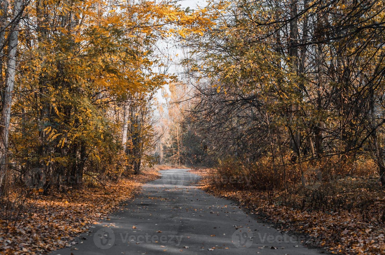 paysage d'automne avec une route photo