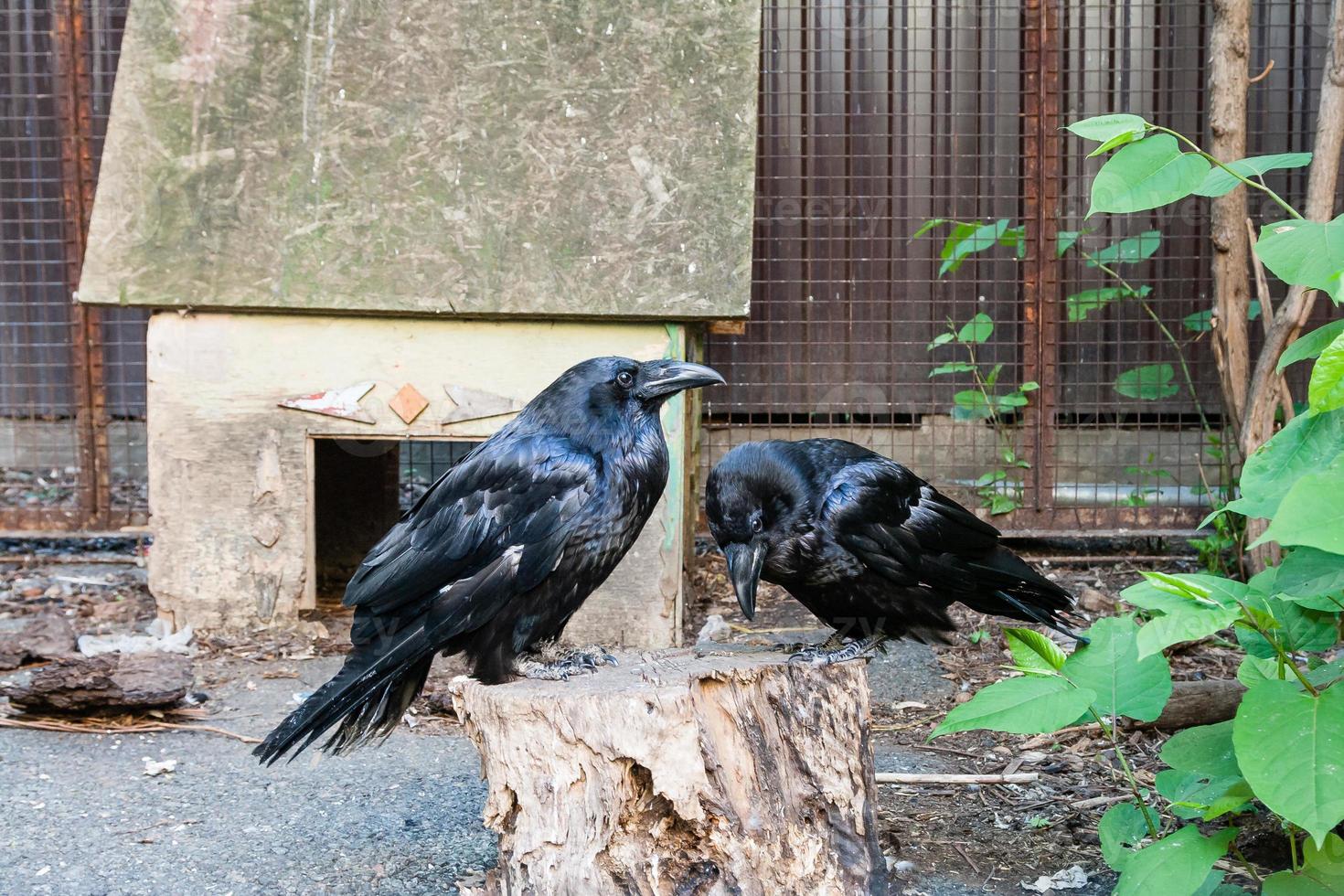 de beaux corbeaux noirs sont assis sur une souche photo