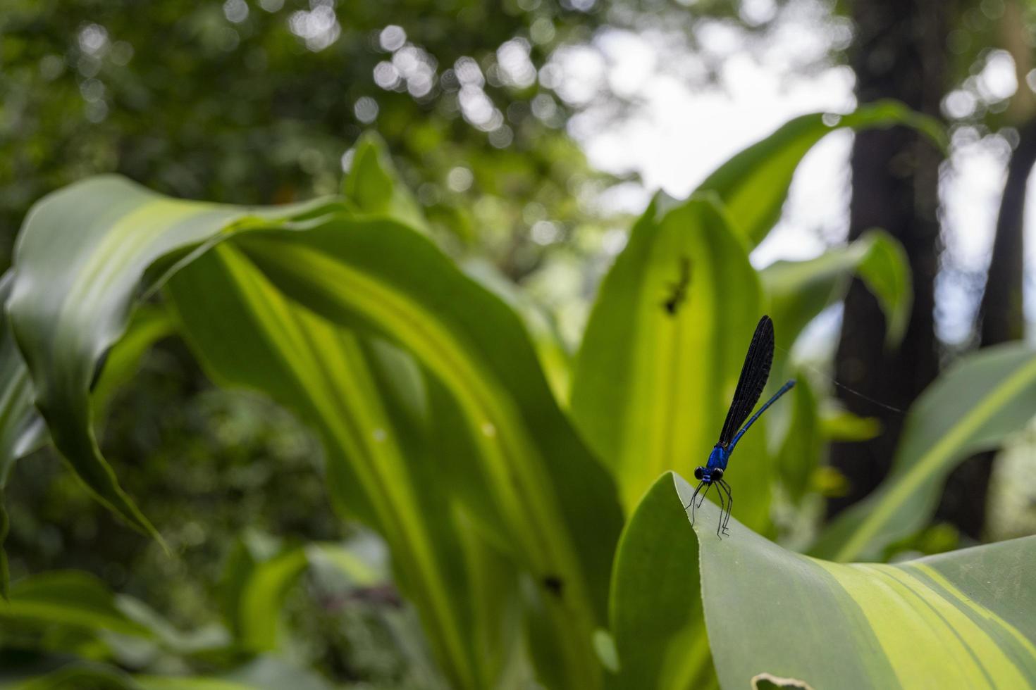 proche en haut photo de dragon mouche plus de le vert laisser sur le tropical forêt. le photo est adapté à utilisation pour la nature affiche, sauvage la vie Contexte et animal contenu médias.