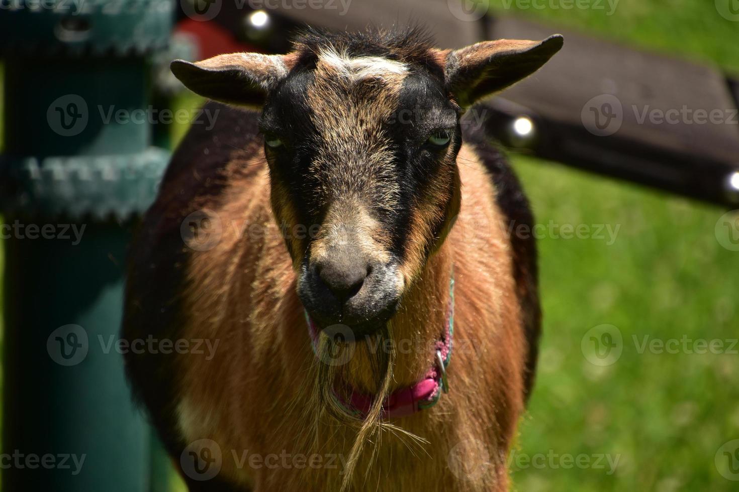 domestiqué chèvre sur une ferme dans le été photo