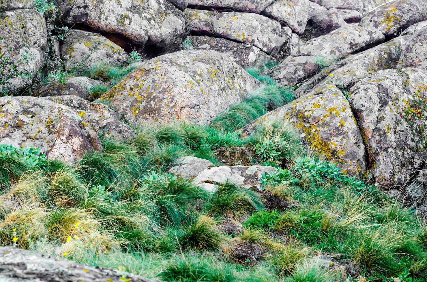 herbe verte sur des rochers en pierre photo