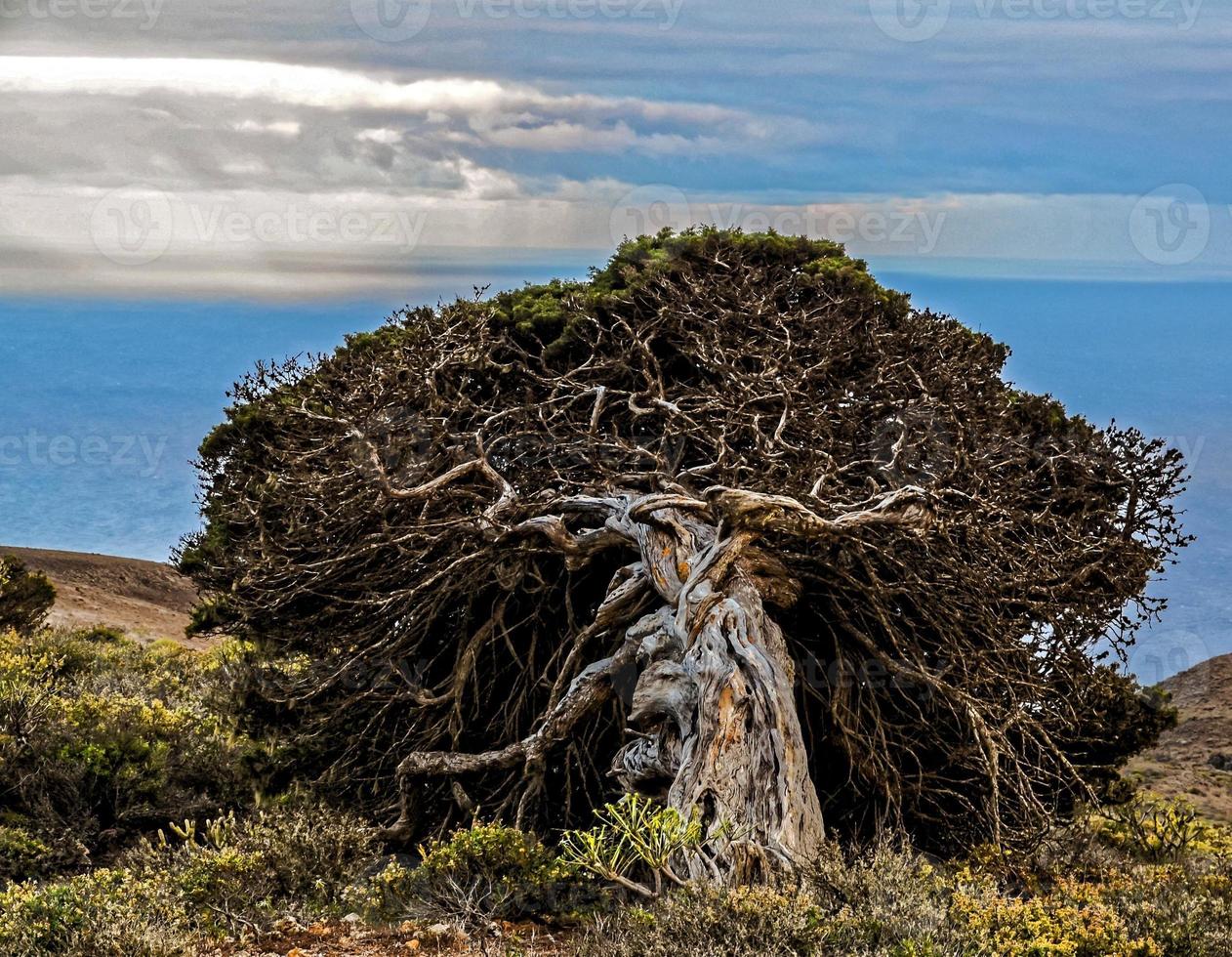 un vieux arbre photo