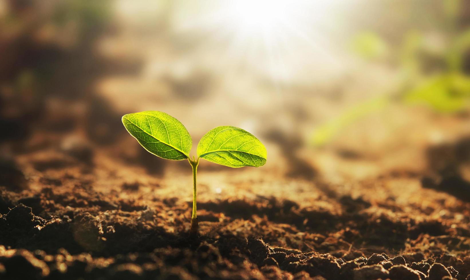 petit arbre croissance avec lever du soleil. vert monde et Terre journée concept photo