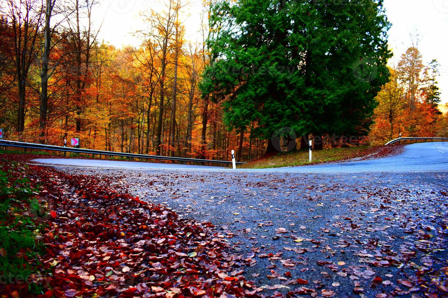 déchue feuilles à une courbe photo