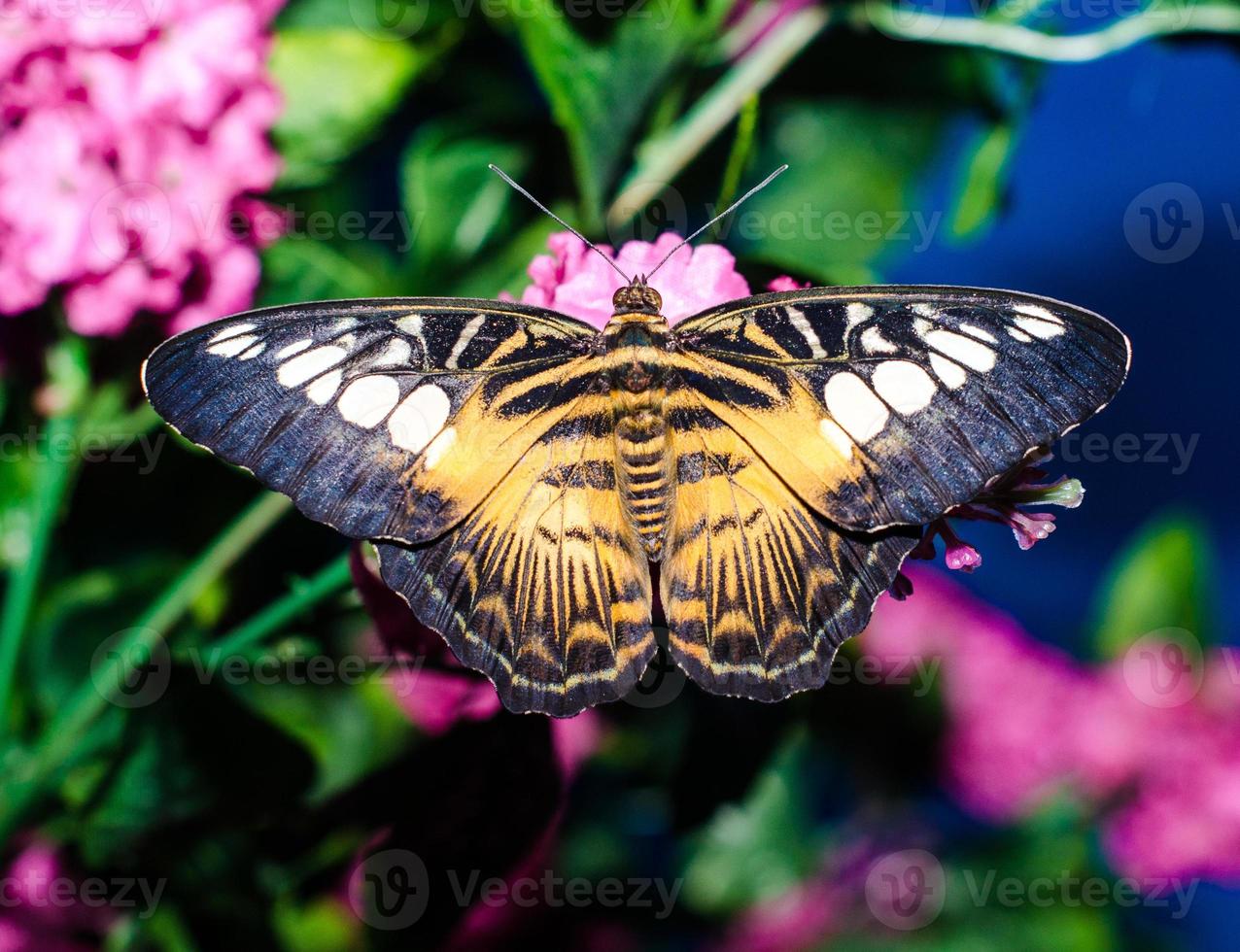 papillon jaune noir brillant photo