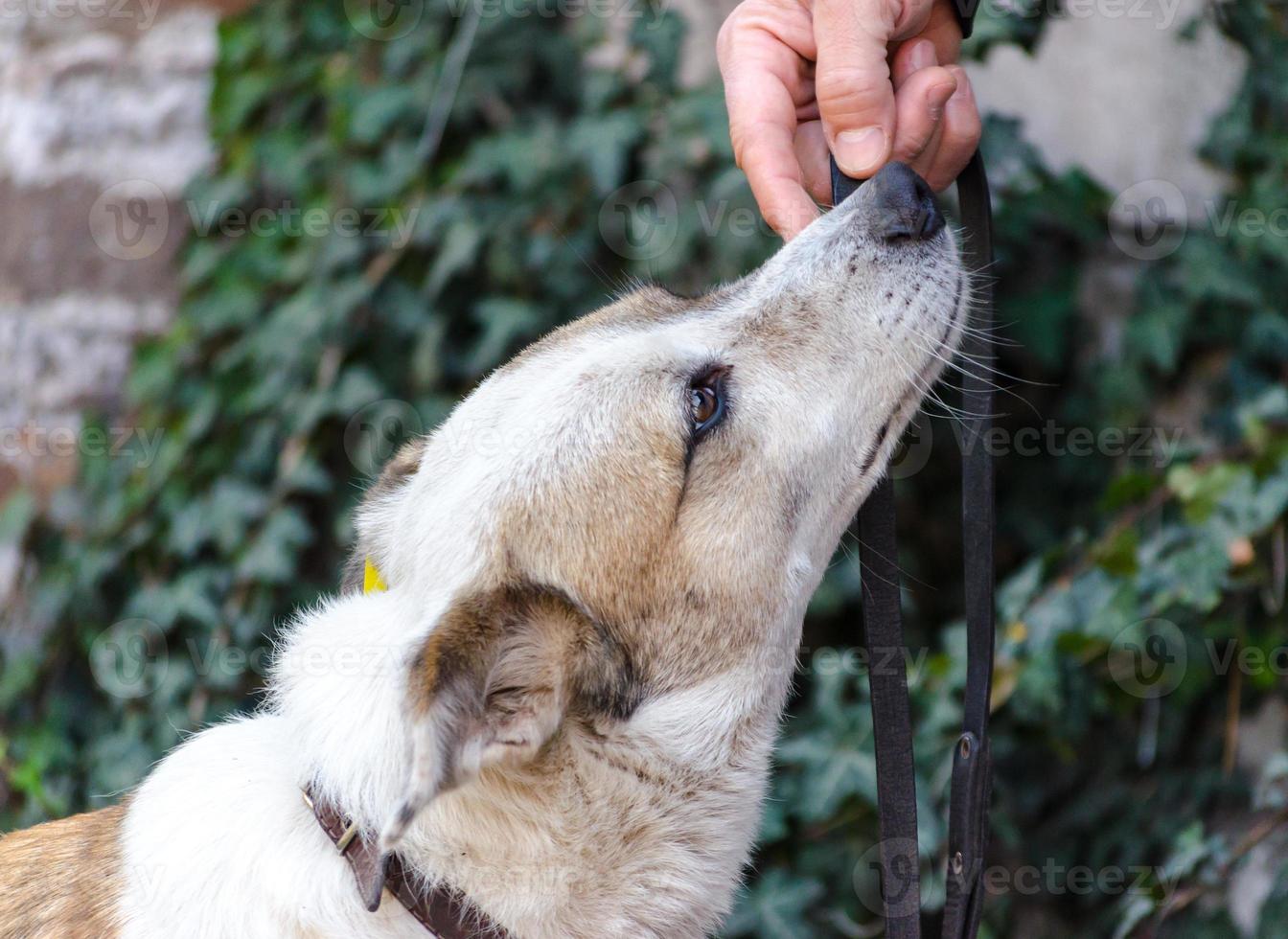 chien reniflant une main photo